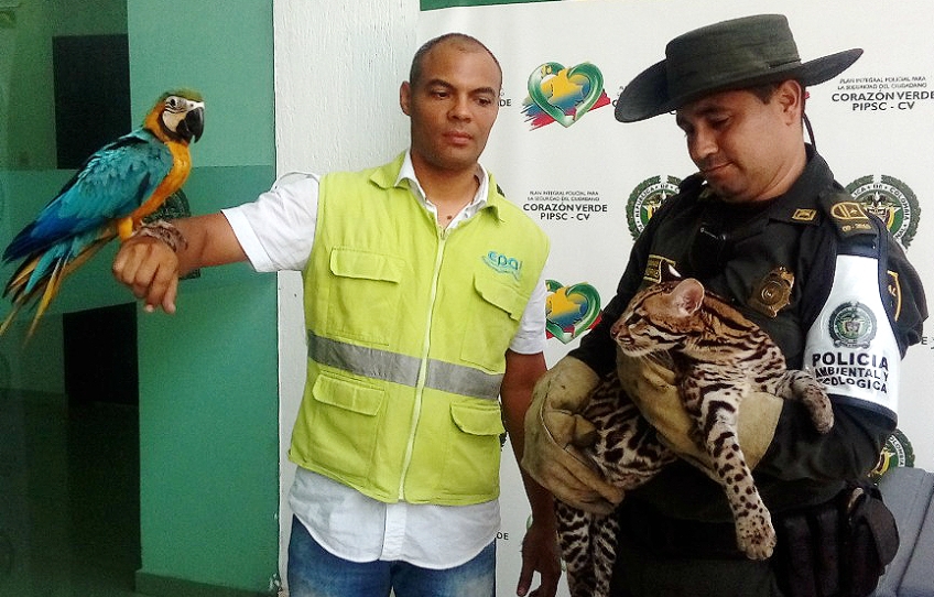 RESCATADOS UN TIGRILLO Y UNA GUACAMAYA CAUTIVAS EN UN HOTEL DEL BOSQUE 