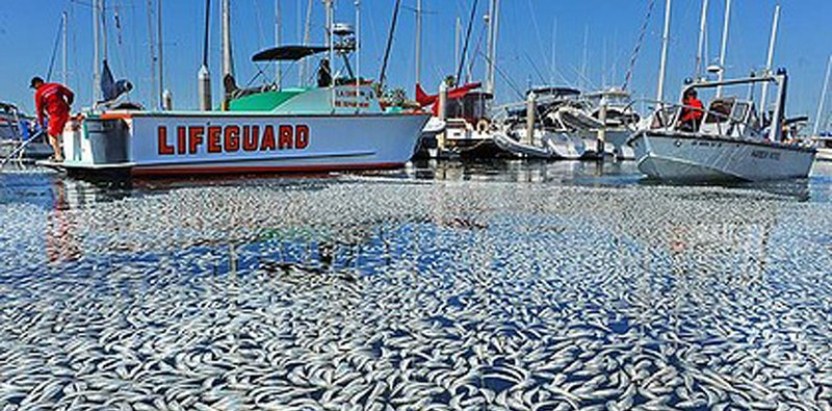 SIMULACRO DE PESCA ILEGAL ESTE JUEVES EN NUESTROS MARES, ORGANIZA AUNAP 